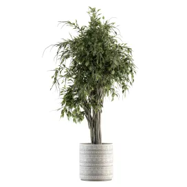 Indoor plant ficus benjamin plant in pot